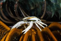Squat Lobster carrying eggs — Stock Photo