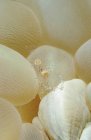 Camarão limpador manchado em coral bolha — Fotografia de Stock