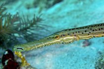 Cabeça de trumpetfish no Oceano Atlântico — Fotografia de Stock