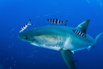 Grande tubarão branco e peixe piloto — Fotografia de Stock