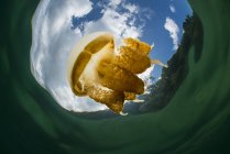 Méduses dorées dans le lac Kakaban — Photo de stock