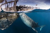 Squalo balena che sottrae acqua dalla superficie — Foto stock