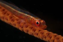 Red motionless goby on whip coral — Stock Photo