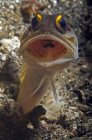 Jawfish ouro-speck com boca aberta — Fotografia de Stock