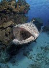 Giant grouper with opened mouth — Stock Photo