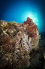 Восьминіг на кораловий риф поблизу La Paz — стокове фото