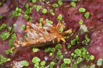 Nudibranch alimentando-se de algas — Fotografia de Stock