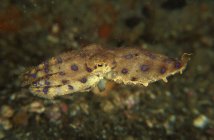 Anneau bleu pieuvre — Photo de stock