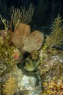 Moray anguila en arrecife de coral - foto de stock