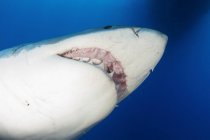 Gran tiburón blanco mostrando dientes - foto de stock
