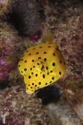 Yellow boxfish closeup shot — Stock Photo