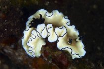 Glossodoris atromarginata nudibranquio - foto de stock