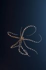 Fallschirmspringen imitiert Oktopus — Stockfoto