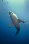 Weißer Hai nahe der Insel Guadalupe — Stockfoto
