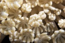Weichkorallenpolypen ernähren sich — Stockfoto