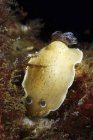 Aphelodoris varia sea slug — Stock Photo