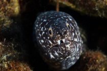 Macchiato murena anguilla in buco — Foto stock