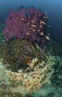 Риф сцена з коралом і рибою — стокове фото