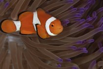 Pesce pagliaccio in punta viola anemone — Foto stock