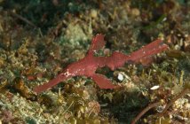 Red robust ghost pipefish — Stock Photo