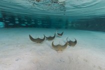 School of cownose rays in formation — Stock Photo