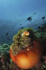 Clownfish and orange anemone — Stock Photo