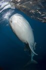 Squalo balena che nuota vicino alle reti da pesca — Foto stock