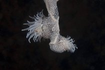 Кубок коралові поліпи під уступу — стокове фото
