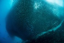 Massive école de sardines — Photo de stock