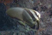 Білий spadefish в лагуни Бека — стокове фото
