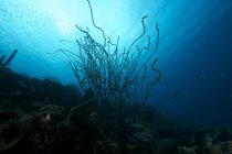 Окружающая среда кораллового рифа вблизи Бонэйра — стоковое фото