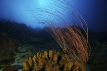 Éponges à tubes jaunes et coraux fouets — Photo de stock