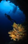 Mergulhador nadando sobre corais macios — Fotografia de Stock