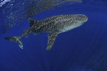 Walhai in der Nähe der Oberfläche — Stockfoto