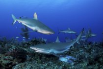 Requins de récif des Caraïbes nageant le long du récif — Photo de stock