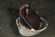 Кокосовый осьминог в раковине — стоковое фото