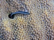 Неон Гоби, выглядывающий из дыры — стоковое фото