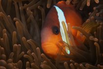 Cinnamon clownfish in host anemone — Stock Photo
