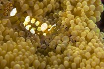 Bumblebee shrimp on adhesive anemone — Stock Photo