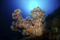 Dendronefthya soft coral — стоковое фото