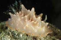 Halgerda batangas laranja manchado nudibranch — Fotografia de Stock