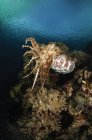 Рыба-каракатица над коралловым рифом — стоковое фото