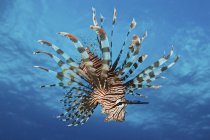 Pesce leone che mostra spine velenose — Foto stock