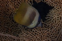 Клейн риба над coral — стокове фото