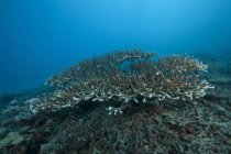 Coralli sassosi nella laguna di Beqa — Foto stock