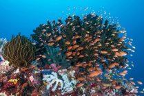 School of anthias near colorful reef — Stock Photo