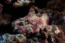 Stonefish camouflé dans le récif — Photo de stock