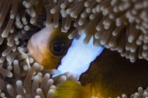 Clownfish hiding in anemone — Stock Photo