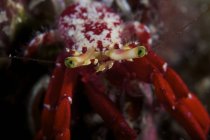 Red hermit crab — Stock Photo