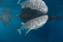 Tiburón ballena con remoras reflejadas en el agua - foto de stock
